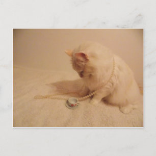 gatinho de chá Cartão postal