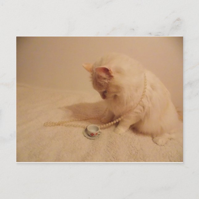 gatinho de chá Cartão postal (Frente)