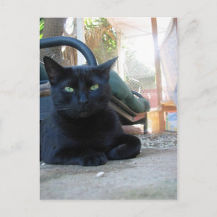 Gatinho de cor branca - cartão postal