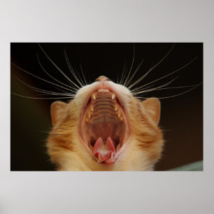 Gatinho de Gato, Poster de Foto de Gato