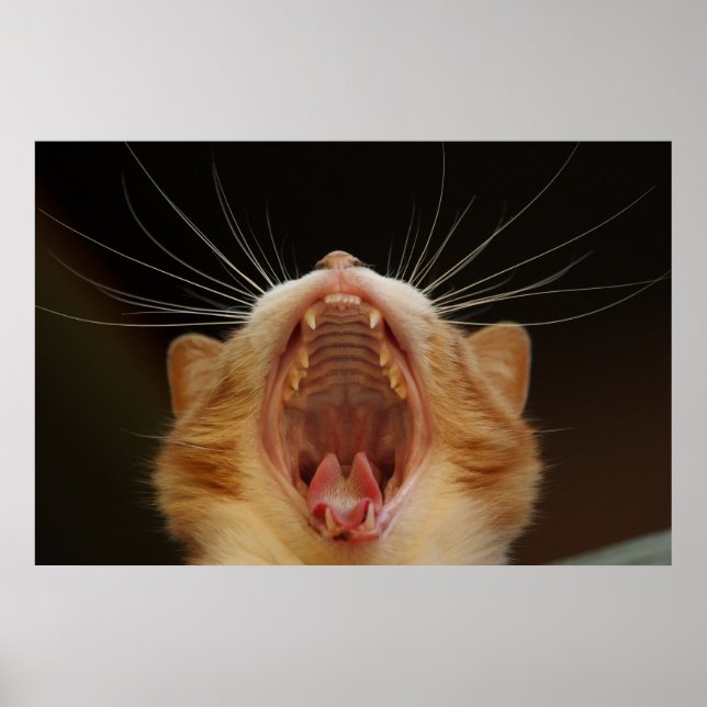 Gatinho de Gato, Poster de Foto de Gato (Frente)