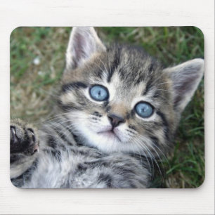Gatinho de prata de olhos azuis adorável Mousepad