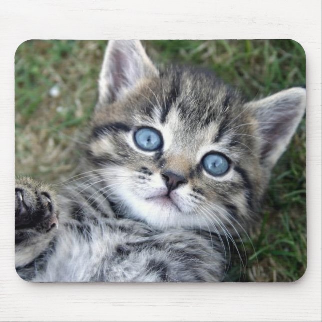 Gatinho de prata de olhos azuis adorável Mousepad (Frente)