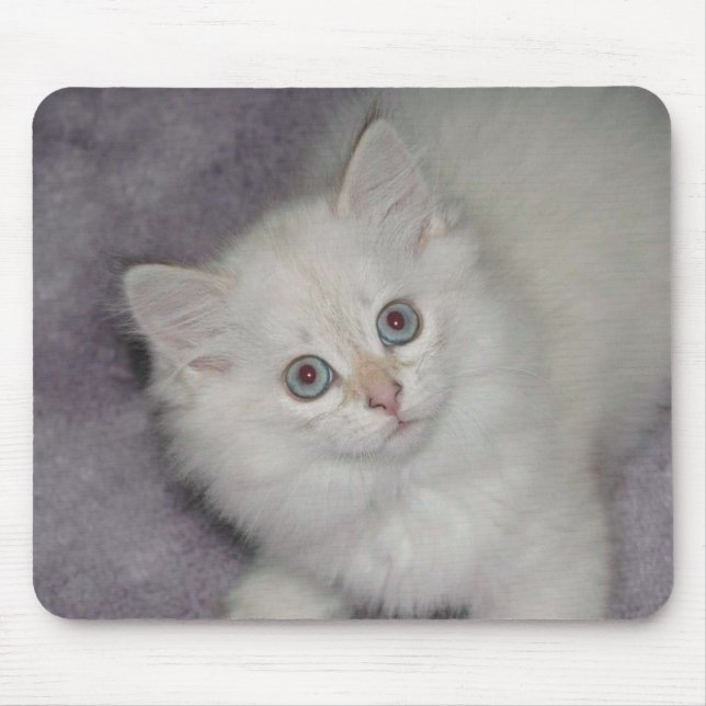 Gatinho dourado Mousepad (Frente)