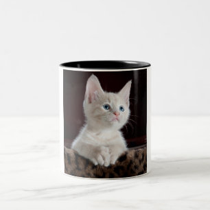 Gatinho, duas caneca de café tonta.