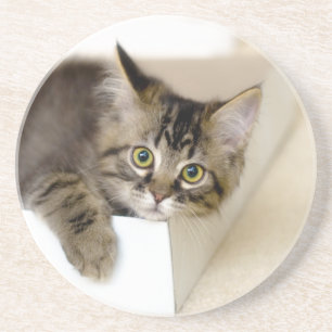 Gatinho em uma porta copos da caixa