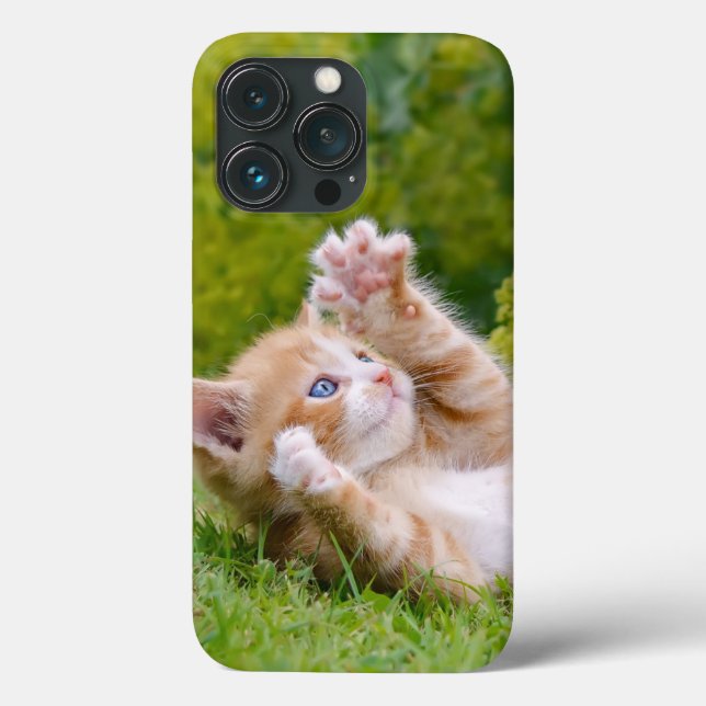Gatinho engraçado bonito brincando num jardim flor (Verso)