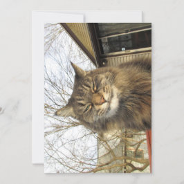 Gatinho Engraçado de Maine Coon Tão Feliz