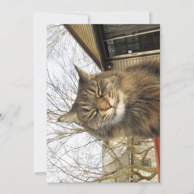 Gatinho Engraçado de Maine Coon Tão Feliz (Frente)