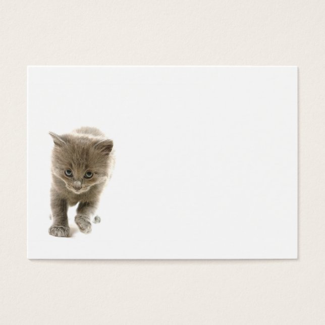 gatinho fofo (Frente)