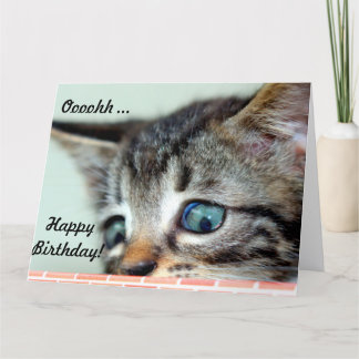 Gatinho Gatinho de Cartão de Aniversário Grande di