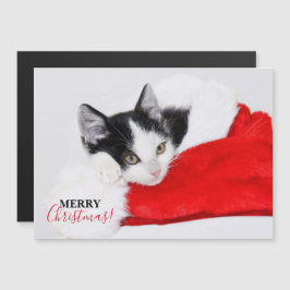 Gatinho giro em Santa Hat