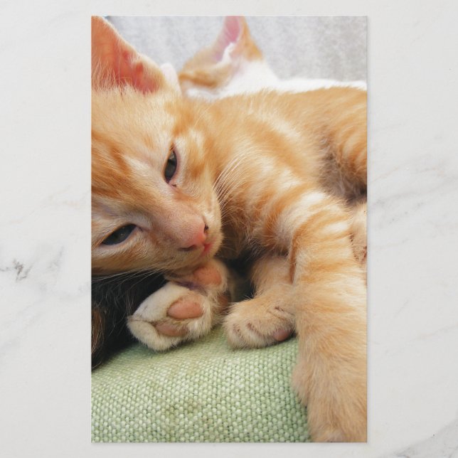 Gatinho Listrado de Tigre Fofo (Frente)