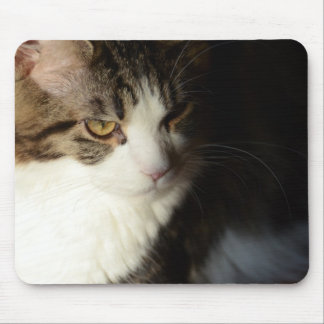 Gatinho Mousepad do racum de Maine