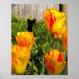 Gatinho Negro na Poster das Tulipas