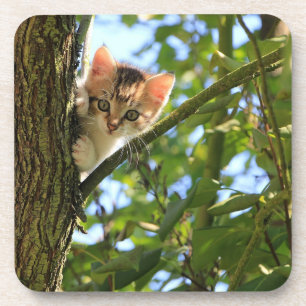 Gatinho no grupo da porta copos da árvore
