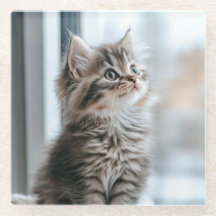 Gatinho olhando pela janela