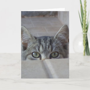 Gatinho peek-a-boo cartão em branco
