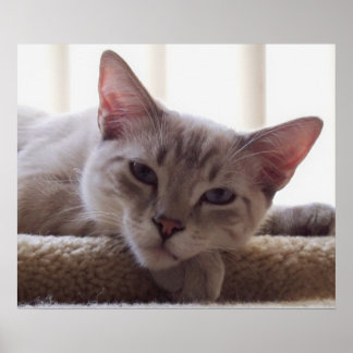 Gatinho preguiçoso, Poster de Gato Siamês Bengal F