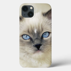 gatinho Ragdoll