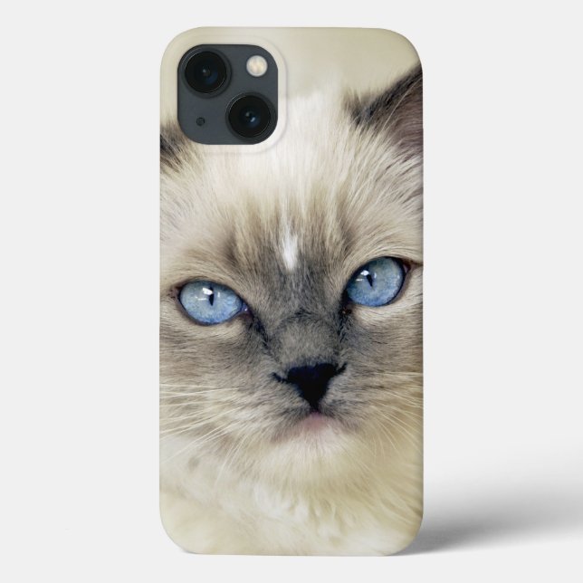 Gatinho Ragdoll (Verso)