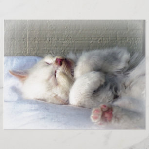 Gatinho Sonolento