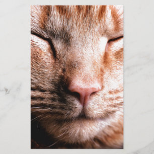 Gatinho sonolento