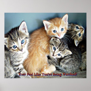 Gatinhos bonitos poster impressão