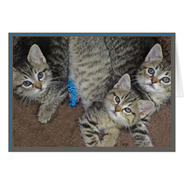 Gatinhos de Cartão PUPs 2 (Frente Horizontal)