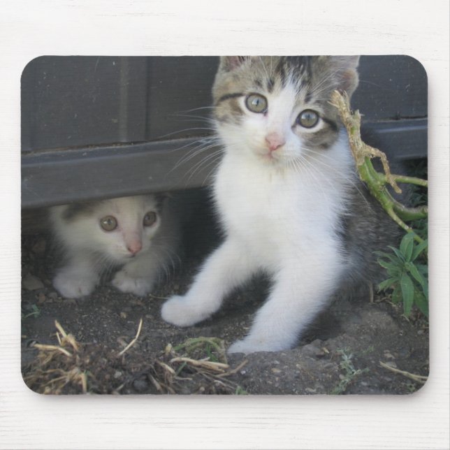 Gatinhos que jogam na fazenda Mousepad (Frente)