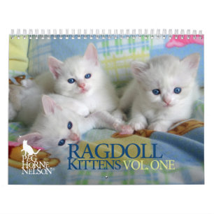 Gatinhos Vol de Ragdoll. Um calendário