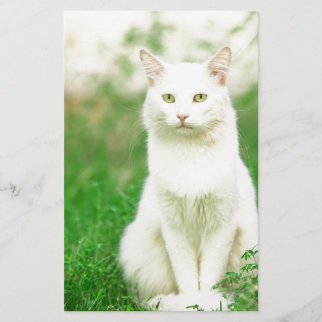 Gato (Frente)