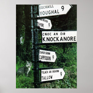 gato a nove milhas poster