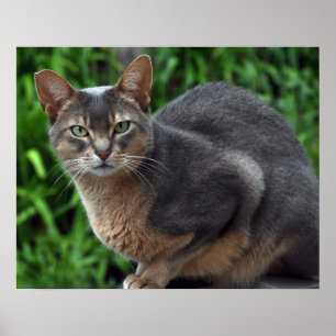 Gato Abyssinian azul - poster