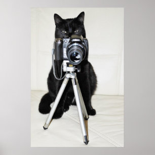 Gato com a câmera - poster