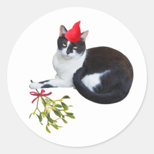 Gato com adesivos Mistletoy