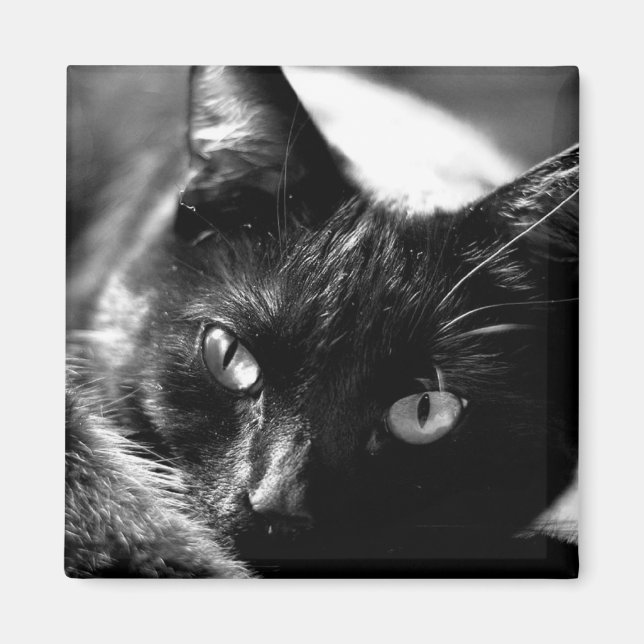 Gato com íman quadrado preto e branco (Frente)