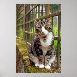 Gato com Impressão de Bell