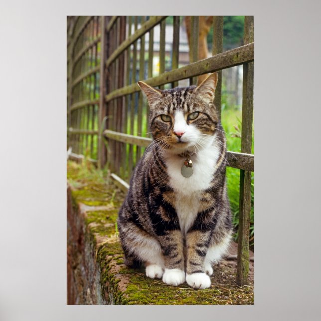 Gato com Impressão de Bell (Frente)