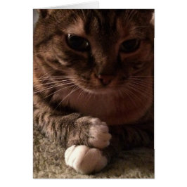 Gato contemplativo, cartão