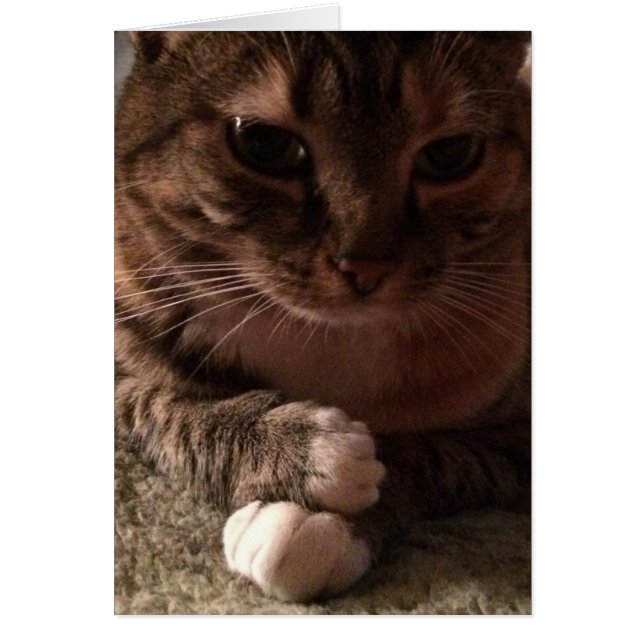 Gato contemplativo, cartão (Frente)