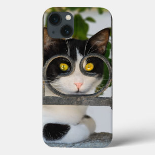 Gato curioso com óculos enquadra uma fotografia e