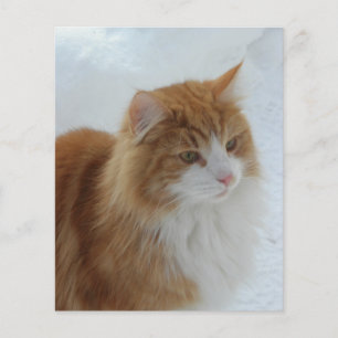 Gato_da_Floresta_Norueguesa