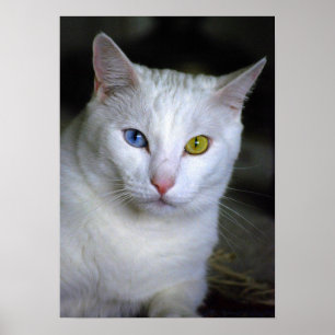Gato de Angora Turco com Poster de Olhos Inigualáv