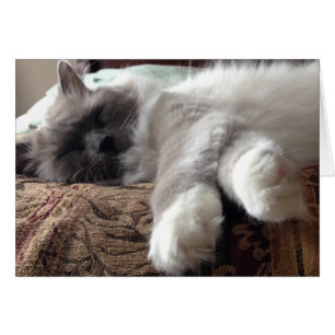 Gato de dormir, cartão