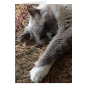 Gato de dormir, cartão