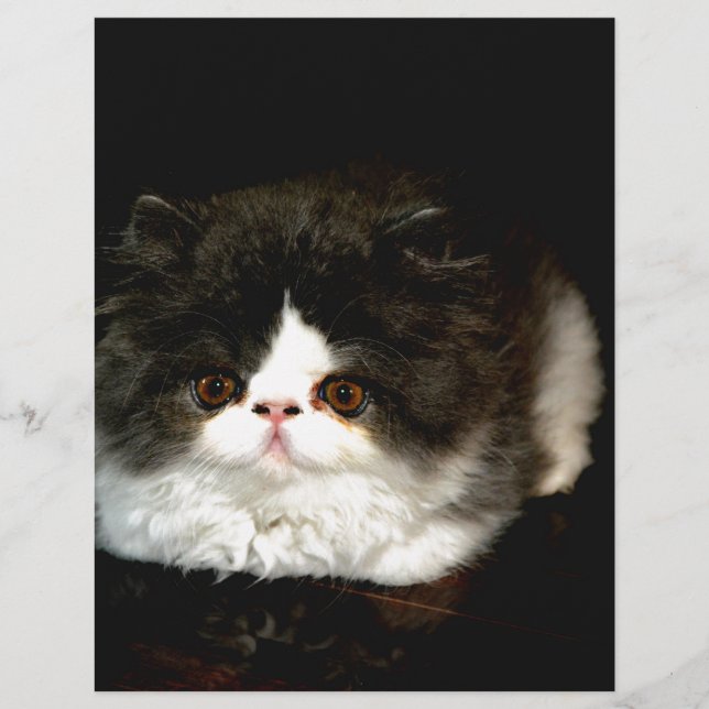 Gato de estimação de gato preto e branco (Frente)