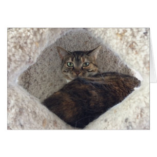 Gato de gato malhado, cartão