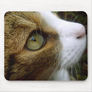 Gato de gato malhado Mousepad