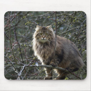 gato de gato malhado Mousepad do Longo-cabelo